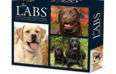 "Labs 2025 6.2 X 5.4 Box Calendar" Kaufen in July 2025 Calendar Labs